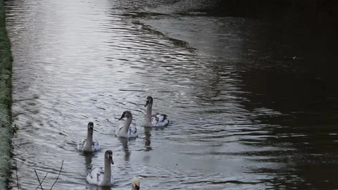 Swans floating along ice cold water breaking the thin layer of ice Video stock 145850829