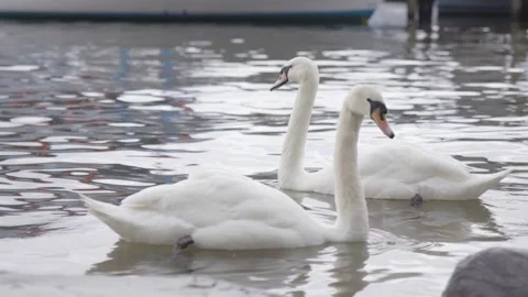 Swans floating in the dock of lake Windermere in the lake district Video stock 155225754
