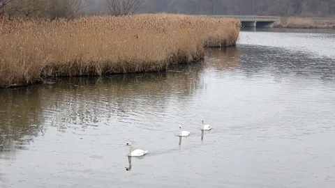 Swans floating Stock Footage 91393076