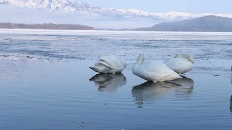 Swans floating in a hot spring in Japan - Close Shot Stock Footage 49957235