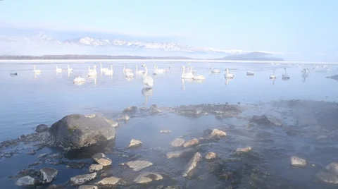 Swans floating in a hot spring in Japan - Wide Shot Stock Footage 49959963