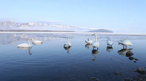 Swans floating on a hot spring in Japan - Mid Shot Stock Footage 49960304