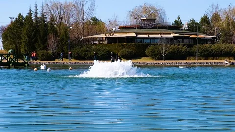 Swans floating in the lake slow motion Stock Footage 125677707