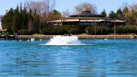 Swans floating in the lake slow motion Stock Footage 125678707