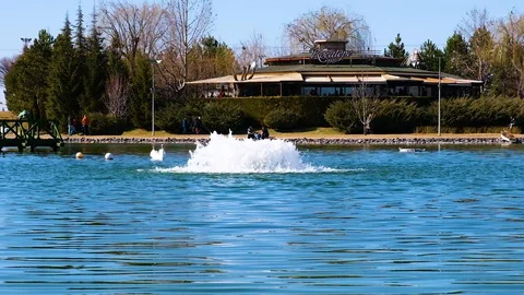 Swans floating in the lake slow motion Stock Footage 125682037