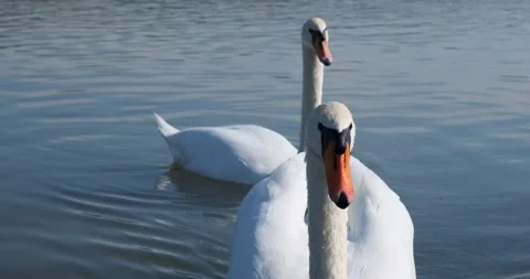 Swans floating on the river, 4k Stock Footage 142796022