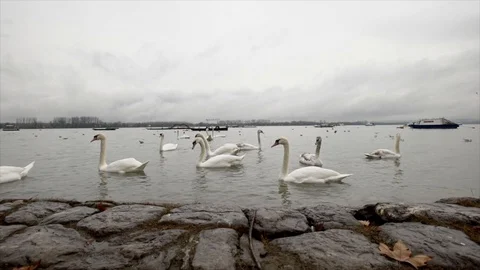 Swans floating on river in autumn Stock Footage 127684275