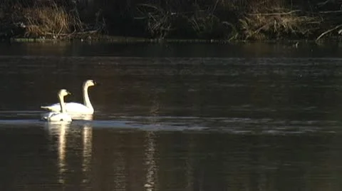 Swans floating on a river Stock Footage 10754163
