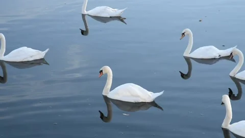 Swans Floating on a River Stock Footage 204909202
