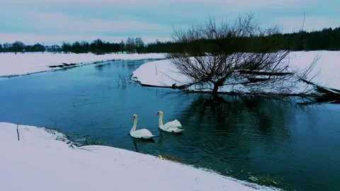 Swans floating on the river. Video stock 234110499