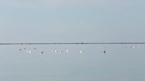 Swans floating on the sea Stock Footage 68581240
