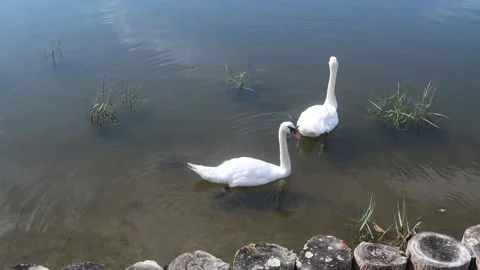 Swans floating in the summer sun on the river Beaulieu Stock Footage 342328950