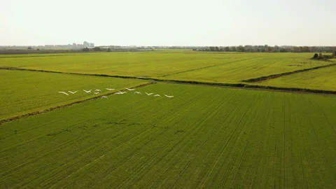 Swans fly over the field. View from the copter. Swans take off. A flock of swans Stock Footage 149526082