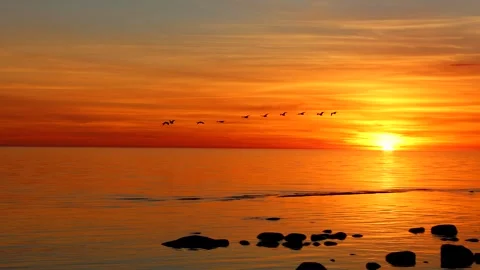 Swans fly over the sunset Stock Footage 278821751