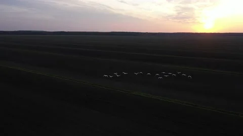 Swans fly, White birds fly over a dark field. Copter view Stock Footage 229736799