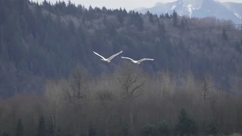 Swans-flying-1 Stock Footage 218646787