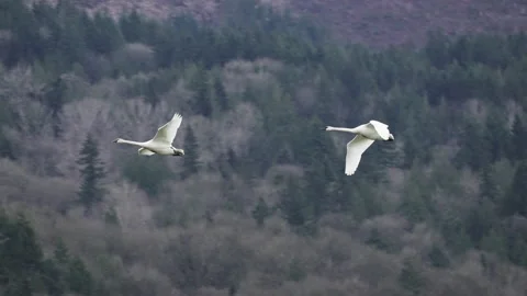 Swans-flying-2 Stock Footage 218647421