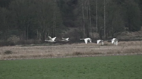 Swans-flying-3 Stock Footage 218650281