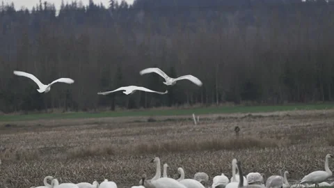 Swans-flying-4 Stock Footage 218651713
