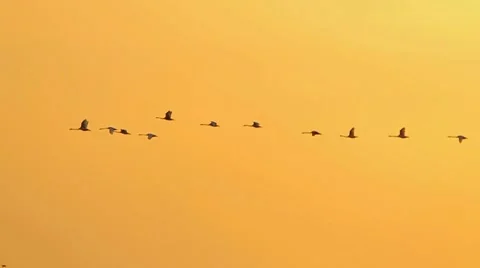 Swans flying above the water at sunrise Stock Footage