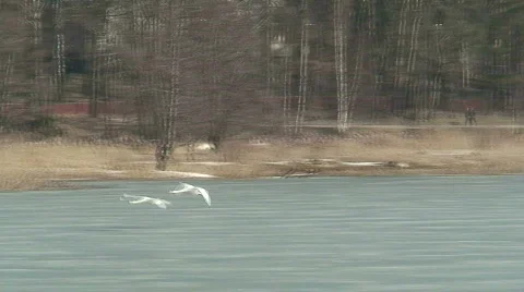 Swans flying Stock Footage 67832