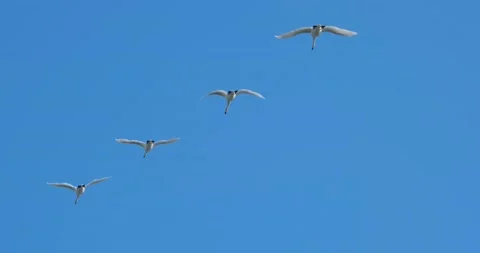 Swans flying  Stock Footage 139132325