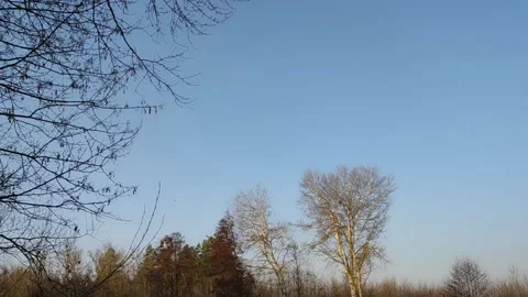 Swans flying over the forest Video stock 305259578