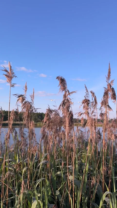 Swans flying over lake and reeds, graceful and serene Stock Footage 310116567