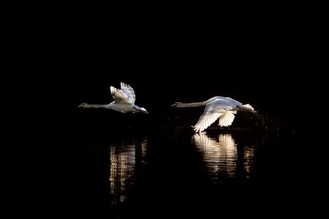 Swans flying Stock Photos