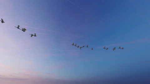 Swans flying at sunset, loop, 4K Stock Footage 232470084