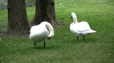 Swans Stock Footage 361032