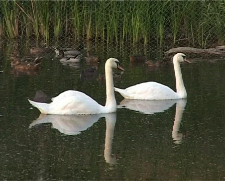 Swans Stock Footage 460010