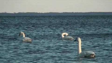 Swans Stock Footage 615264