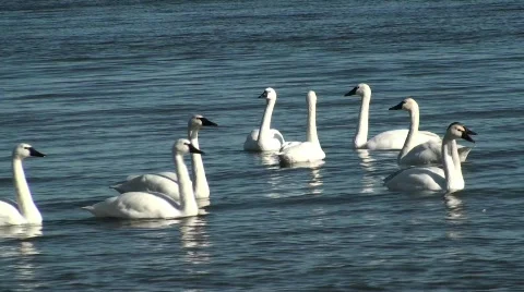 Swans Stock Footage 615274