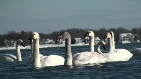 Swans Video stock 615279