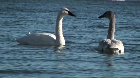 Swans Stock Footage 615283