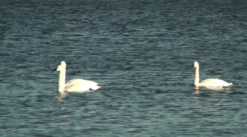 Swans Stock Footage 615326