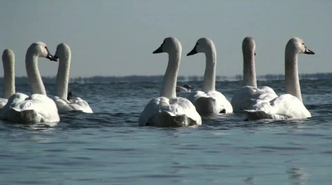Swans Stock Footage 615329