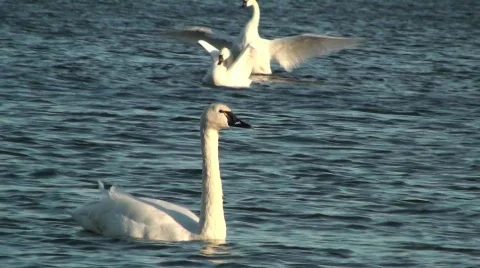 Swans Stock Footage 615340