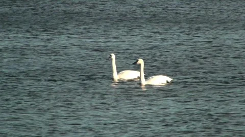 Swans Stock Footage 615355