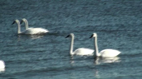 Swans Stock Footage 615363