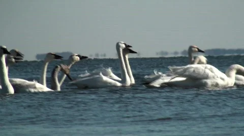 Swans Stock Footage 615370