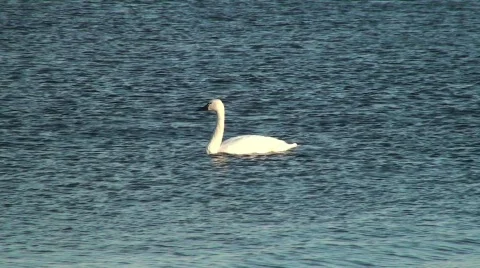 Swans Stock Footage 615382