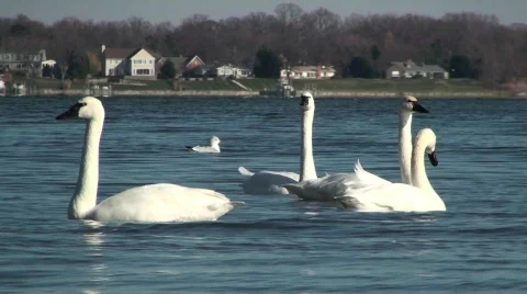 Swans Stock Footage 615395