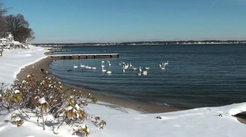 Swans Stock Footage 615406