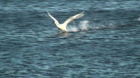 Swans Stock Footage 615410