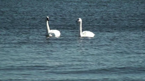Swans Stock Footage 615420