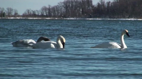 Swans Stock Footage 615442