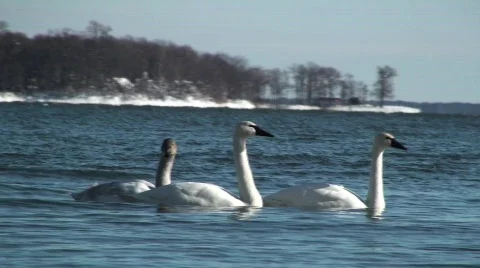 Swans Stock Footage 615469