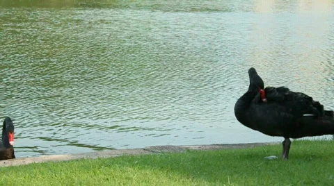 Swans Stock Footage 656487